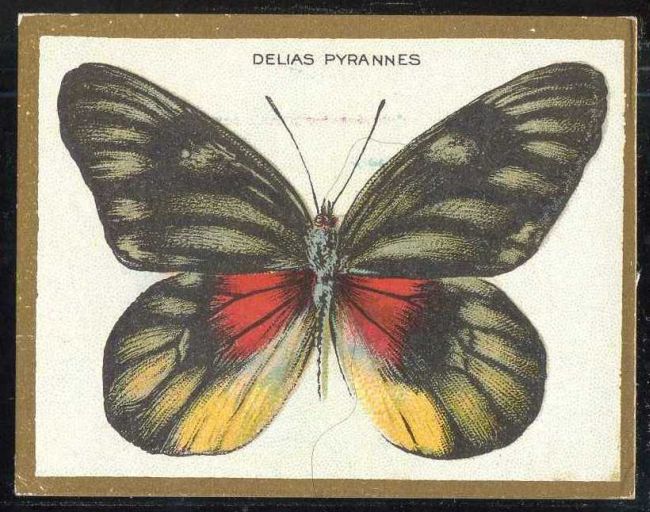 Delias Pyrannes